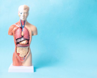 İç organları mavi arka planda olan, uzayı kopyalayan, anatomik...