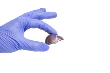 Doktor elinde beyaz arka planda insan karaciğerinin bir modelini tutuyor. Karaciğer hastalıkları, hepatit ve yağ hepatozu konsepti