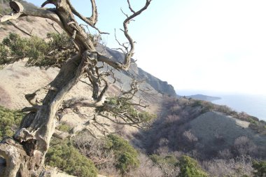 doğa mavi gökyüzü yeşil