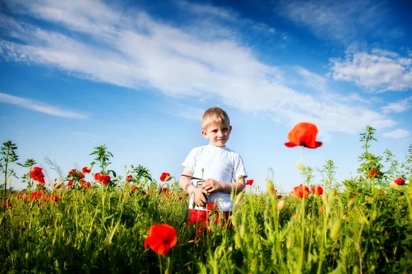 Field with poppies — Stock Photo, Image