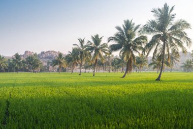 Palmiye ağaçlarının pirinç tarlaları Hampi, Karnataka, Hindistan