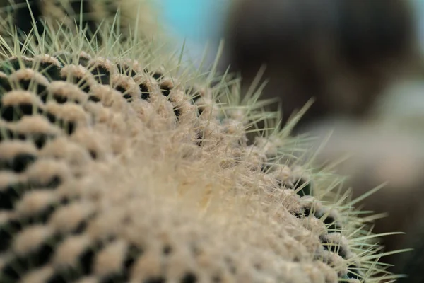 Kaktus Botanischen Garten — Stockfoto