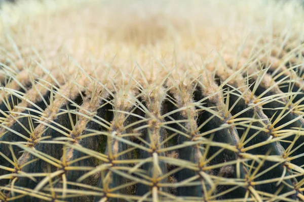 Kaktus Botanischen Garten Botanischen Garten — Stockfoto