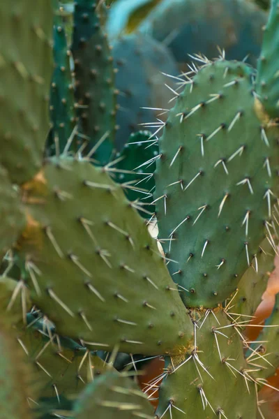 Kaktus Botanischen Garten Botanischen Garten — Stockfoto