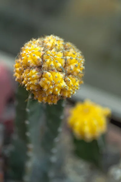 Gelber Kaktus Botanischen Garten — Stockfoto