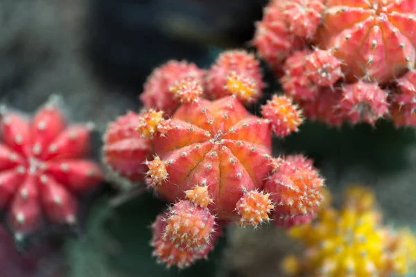 植物園の中のピンクのサボテン — ストック写真