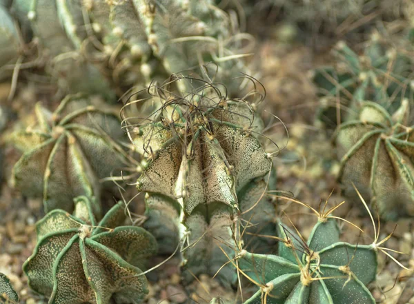 植物園のサボテン — ストック写真