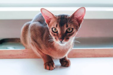 güzel Habeş kedisi yakın çekim