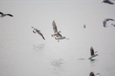 Aç martılar denize dalıyor