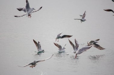 Aç martılar denize dalıyor