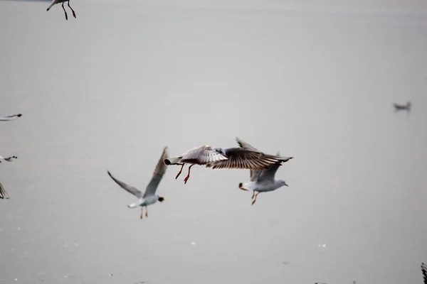 Gaviotas hambrientas sumergiéndose en el mar — Foto de Stock