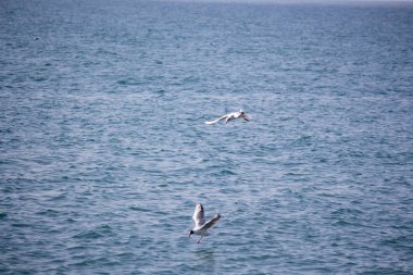 Aç martılar balık için denize dalış
