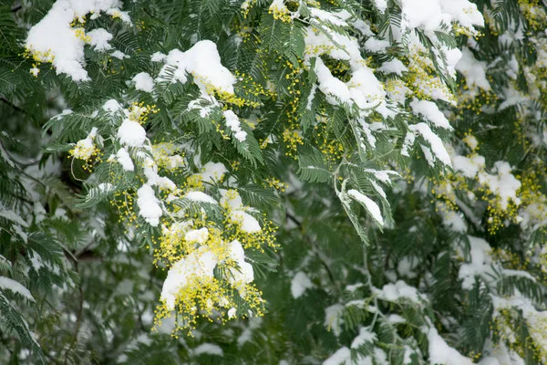 Mimosen Blühen Unter Dem Schnee — Stockfoto