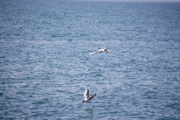 饥饿的海鸥潜入大海寻找鱼 — 图库照片