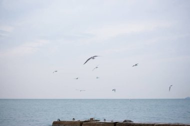 Aç martılar balık için denize dalış