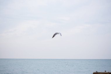 Aç martılar balık için denize dalış