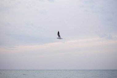 Aç martılar balık için denize dalış