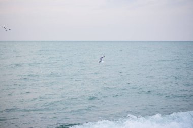 Aç martılar balık için denize dalış