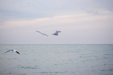 Aç martılar balık için denize dalış