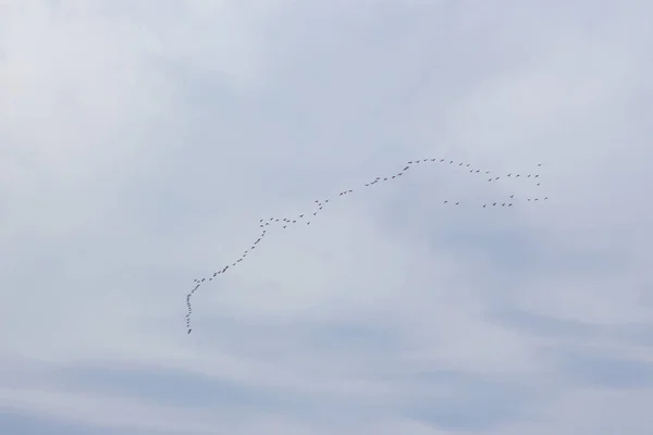 Der Keil Der Vögel Fliegt Gen Süden — Stockfoto