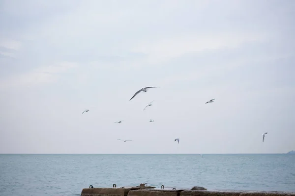 饥饿的海鸥潜入大海寻找鱼 — 图库照片