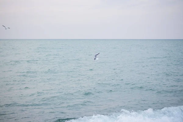 Gaviotas Hambrientas Buceando Mar Por Peces — Foto de Stock