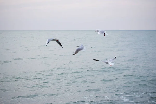 饥饿的海鸥潜入大海寻找鱼 — 图库照片