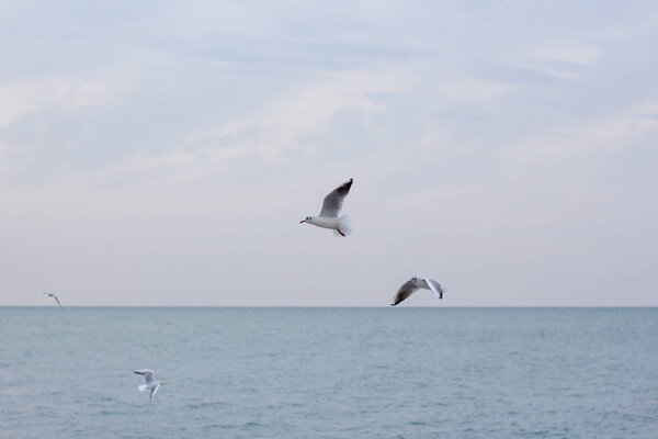 Hungry seagulls diving into the sea for fish