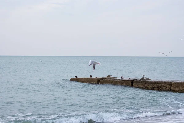 Mouettes Affamées Plongeant Dans Mer Pour Les Poissons — Photo