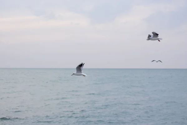 Голодные Чайки Ныряют Море Поисках Рыбы — стоковое фото