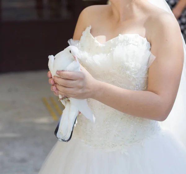 Sposa Che Tiene Piccione Bianco — Foto Stock