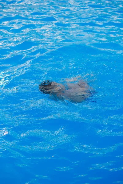 一个孩子在游泳池里游泳 — 图库照片