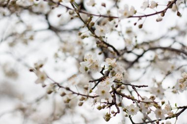 İlkbaharda çiçek açan kiraz erikleri