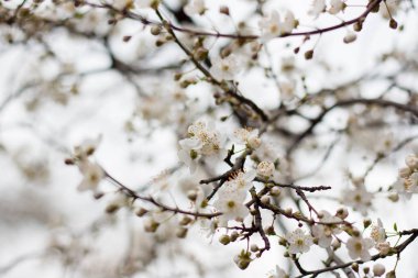 İlkbaharda çiçek açan kiraz erikleri