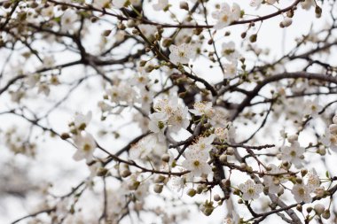 İlkbaharda çiçek açan kiraz erikleri