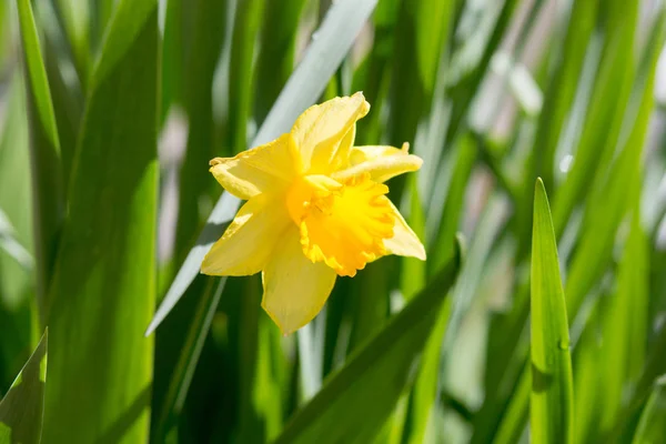 Gelbe Narzisse Auf Grünem Hintergrund — Stockfoto