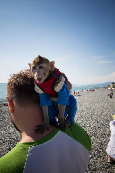 Denize Yakın Bir Maymun Adam — Stok fotoğraf