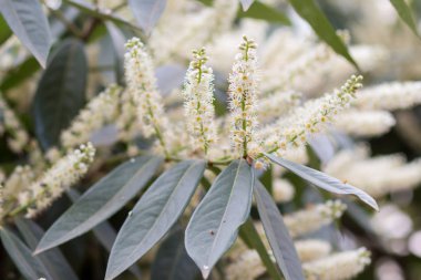 Kabarık bahar beyaz çiçekler