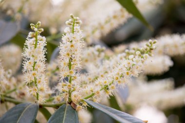 Kabarık bahar beyaz çiçekler