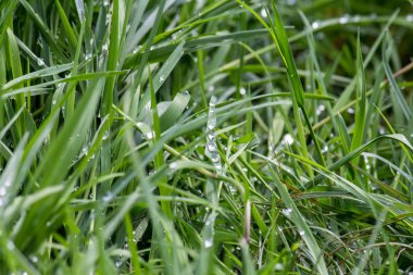 çimde sonra yağmur damlaları