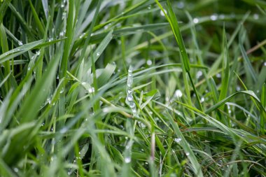 çimde sonra yağmur damlaları
