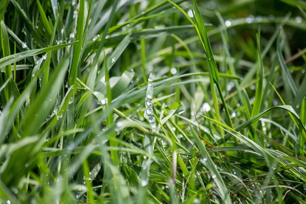 çimde sonra yağmur damlaları