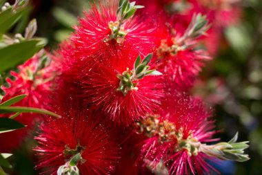 Kabarık bahar kırmızı çiçekler