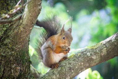 Cevizli ağaçta sincap