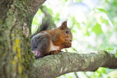 Cevizli ağaçta sincap