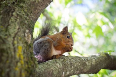 Cevizli ağaçta sincap