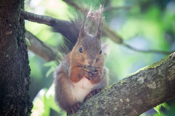 Eichhörnchen Mit Walnuss Auf Dem Baum — Stockfoto