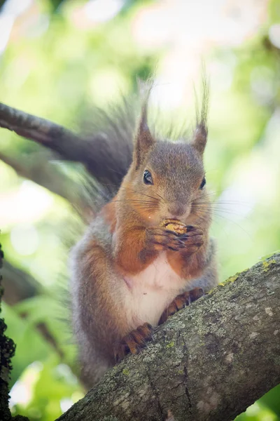 Eichhörnchen Mit Walnuss Auf Dem Baum — Stockfoto