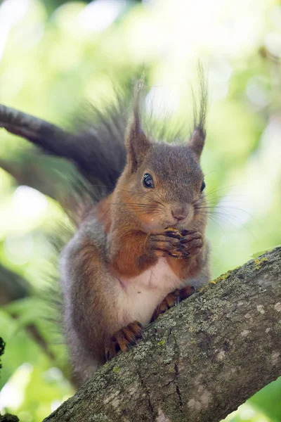 Squirrel Walnut Tree — Stock Photo, Image