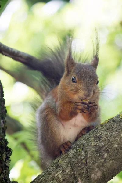 Eichhörnchen Mit Walnuss Auf Dem Baum — Stockfoto